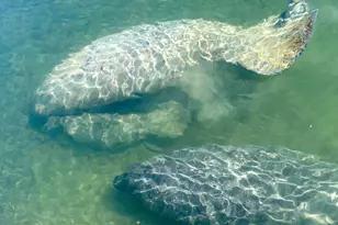 88500 Overseas Hwy, Islamorada, FL 33070 - Photo 40