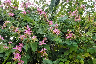 1112 Grand Street #And Half Lot, Key Largo, FL 33037 - Photo 52