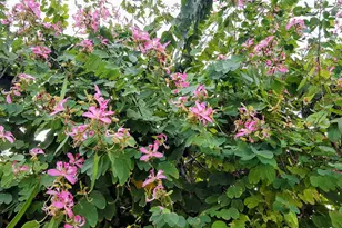 1112 Grand Street #And Half Lot, Key Largo, FL 33037 - Photo 52