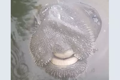 1112 Grand Street #And Half Lot, Key Largo, FL 33037 - Photo 48