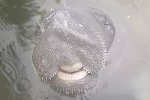 1112 Grand Street #And Half Lot, Key Largo, FL 33037 - Photo 48