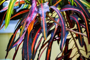 95480 & 90 Overseas Hwy, Key Largo, FL 33037 - Photo 72