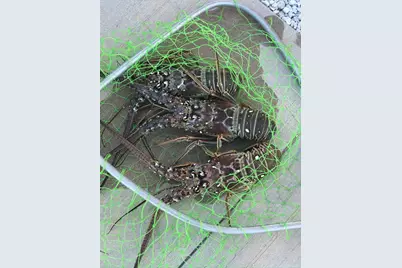 157 Caloosa Street, Islamorada, FL 33070 - Photo 46