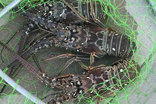 157 Caloosa St, Islamorada, FL 33070 - Photo 46