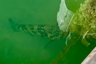 406 S Coconut Palm Blvd, Tavernier, FL 33070 - Photo 98