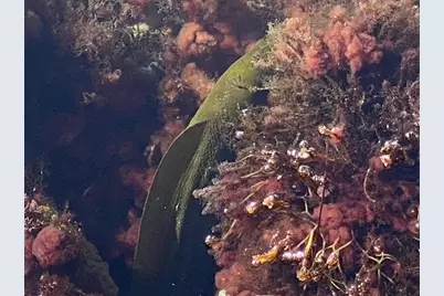 406 S Coconut Palm Boulevard, Tavernier, FL 33070 - Photo 100