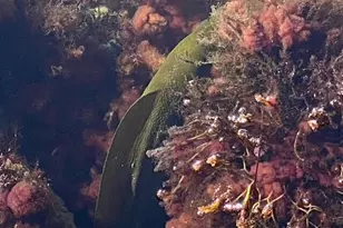 406 S Coconut Palm Blvd, Tavernier, FL 33070 - Photo 100