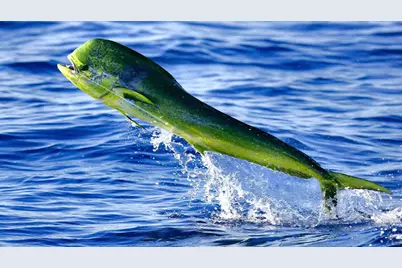 210 Schooner Lane, Duck Key, FL 33050 - Photo 32