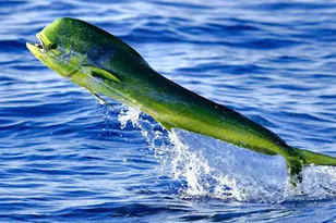 210 Schooner Ln, Duck, FL 33050 - Photo 32