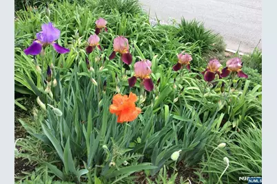 181 Arthur Street, Hillsdale, NJ 07642 - Photo 8