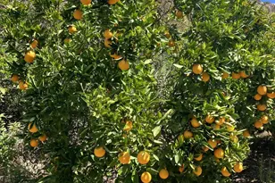 1088 Deer Springs Rd, San Marcos, CA 92069 - Photo 38