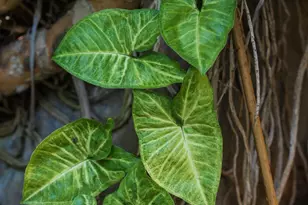 1010 Myrtle Way, San Diego, CA 92103 - Photo 58