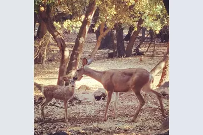  4470 Pine Ridge Avenue, Julian, CA 92036 - Photo 36