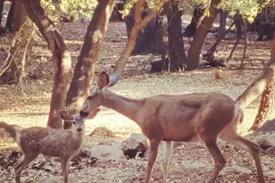 4470 Pine Ridge Ave, Julian, CA 92036 - Photo 36