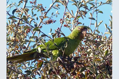  4744 Resmar Rd, La Mesa, CA 91941 - Photo 50