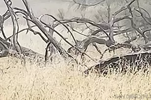 0000 Tule Springs Rd, Julian, CA 92036 - Photo 32