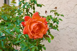 32137 Cerrada del Coyote, Warner Springs, CA 92086 - Photo 34