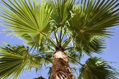  12525 Julian Avenue, Lakeside, CA 92040 - Photo 26