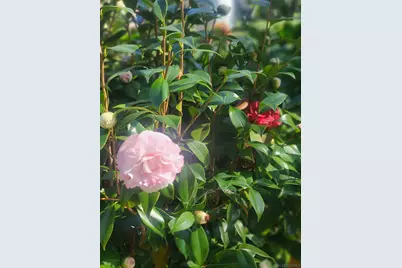  4011 Layang Layang Cir #F, Carlsbad, CA 92008 - Photo 50