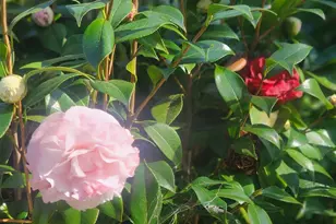 4011 Layang Layang Cir, Carlsbad, CA 92008 - Photo 50