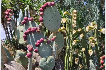  13155 McNally Road, Valley Center, CA 92082 - Photo 60