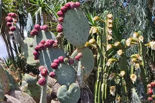 13155 McNally Rd, Valley Center, CA 92082 - Photo 60