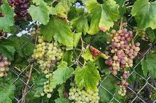 28149 Orange Terrace, Valley Center, CA 92082 - Photo 50