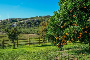 5930 Camino Baja Cerro, Fallbrook, CA 92028 - Photo 52