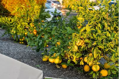  4540 E Talmadge Drive, San Diego, CA 92116 - Photo 28