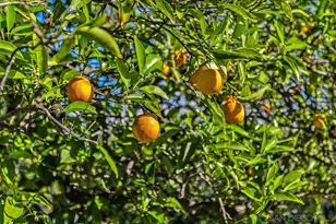 1890 Calmin Dr, Fallbrook, CA 92028 - Photo 34