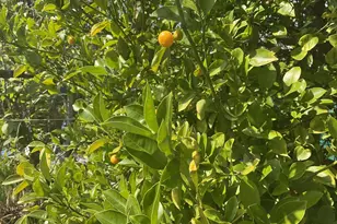 6197 Daisy Pl, San Diego, CA 92114 - Photo 8