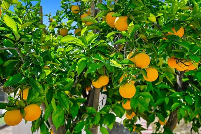  4517 Quailridge Dr, Oceanside, CA 92056 - Photo 14