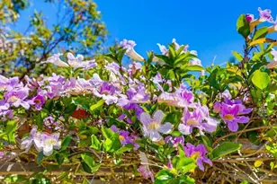 4335 Coronado Ave, San Diego, CA 92107 - Photo 12