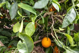 7957 Auberge Cir, San Diego, CA 92127 - Photo 24