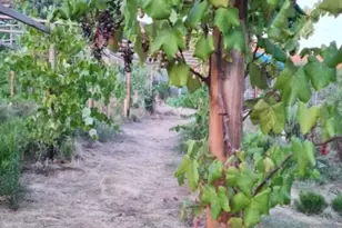 8209 Mesa, Santee, CA 92071 - Photo 26