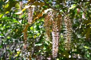 1282 Olive Ave, Fallbrook, CA 92028 - Photo 46