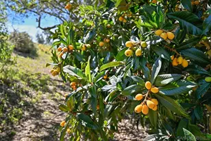 1282 Olive Ave, Fallbrook, CA 92028 - Photo 44