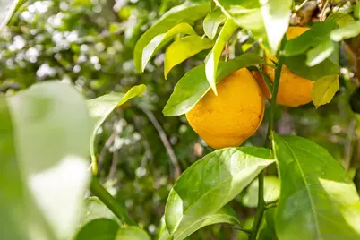  1014 E Bel Air Drive, Vista, CA 92084 - Photo 30