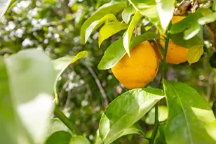 1014 E Bel Air Dr, Vista, CA 92084 - Photo 30