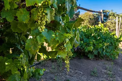  14684 Highway 79, Julian, CA 92036 - Photo 28