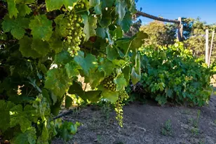 14684 Hwy 79, Julian, CA 92036 - Photo 28
