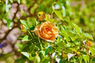 41482 Rocky Ridge Ct, Aguanga, CA 92536 - Photo 46