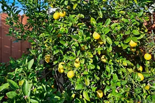 720 Fern St, Escondido, CA 92027 - Photo 28