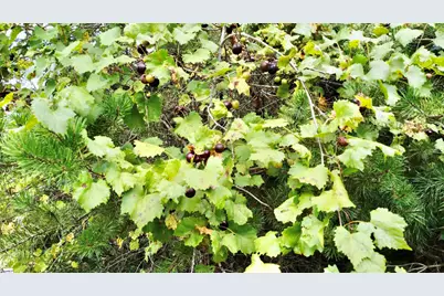 390 Old Mill Road, Chesnee, SC 29323 - Photo 32