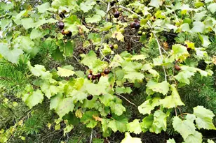 390 Old Mill Rd, Chesnee, SC 29323 - Photo 32