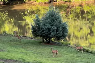 41 Lake Ridge Dr, Greenville, SC 29611 - Photo 38