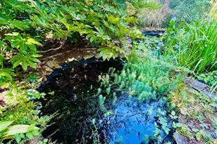 302 Chestnut St, Abbeville, SC 29620 - Photo 48