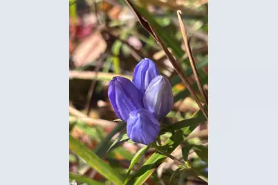 33 Tilbury Way, Greenville, SC 29609 - Photo 24