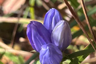 33 Tilbury Way, Greenville, SC 29609 - Photo 24