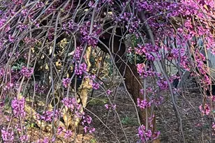 152 Glassy Falls Trail, Travelers Rest, SC 29690 - Photo 50